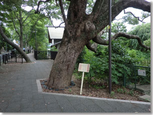 水度神社表参道の楠（玉池北側）