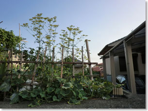 住宅街の宅地に植えられた女郎花（城陽市）