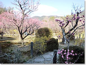 小野梅園内の梅