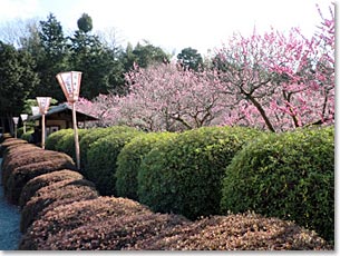 随心院西側の小野梅園