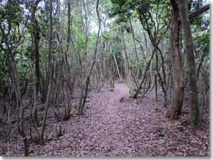 喜撰山の登山道