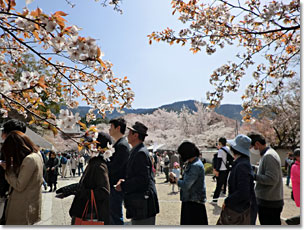 桜馬場から見える醍醐山