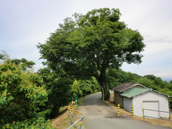 長谷川河口付近の木津川堤に生える六ケ池の榎