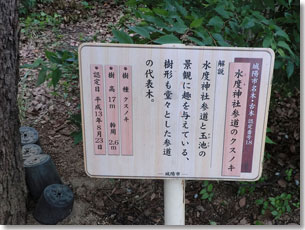 水度神社表参道の楠の説明板