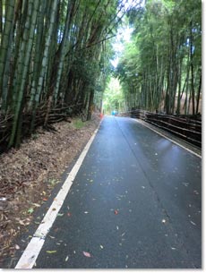 竹林の中を通る柳谷道