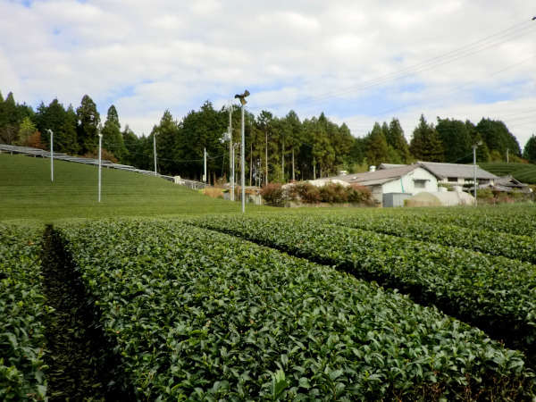 童仙房地区の茶畑